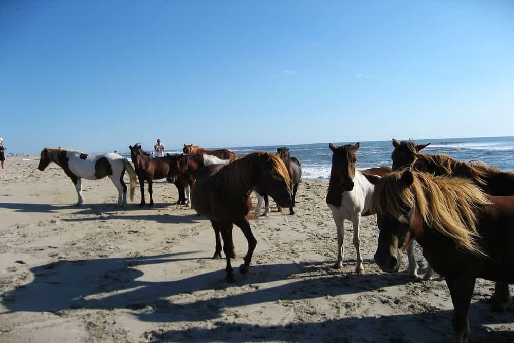 Oceanside Campground, Assateague Island National Seashore, Maryland one of the best camping sites in maryland